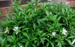 Radicans Creeping Dwarf Gardenia - 6 Pack Of 1 Gallon Pots 14 Radicans Creeping Dwarf Gardenia - 6 Pack Of 1 Gallon Pots -Best Bush Shop Gardenia Radicans 53