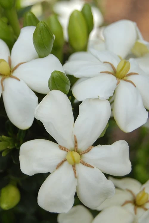 ScentAmazing Gardenia - 1 Gallon Pot 1 ScentAmazing Gardenia - 1 Gallon Pot