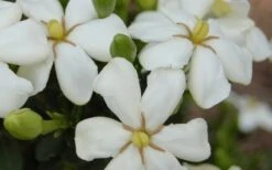 ScentAmazing Gardenia - 2 Gallon Pot 9 ScentAmazing Gardenia - 2 Gallon Pot -Best Bush Shop Gardenia Scentamazing 20 1