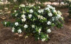 Sweet Tea Gardenia - 3 Gallon Pot 8 Sweet Tea Gardenia - 3 Gallon Pot -Best Bush Shop Gardenia Sweet Tea 5