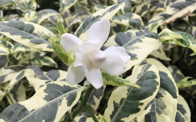 Variegated August Beauty Gardenia - 1 Gallon Pot 4 Variegated August Beauty Gardenia - 1 Gallon Pot - Image 4