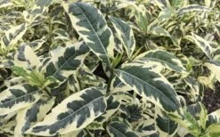 Variegated Gardenia - 1 Gallon Pot 9 Variegated Gardenia - 1 Gallon Pot -Best Bush Shop Gardenia Variegated 2