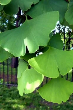 Ginkgo Maidenhair Tree (Male) - 2 Gallon Pot 13 Ginkgo Maidenhair Tree (Male) - 2 Gallon Pot -Best Bush Shop Ginkgo Tree 10 1