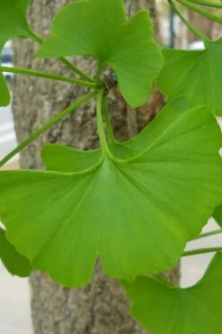 Ginkgo Maidenhair Tree (Male) - 2 Gallon Pot 11 Ginkgo Maidenhair Tree (Male) - 2 Gallon Pot -Best Bush Shop Ginkgo Tree 11 1