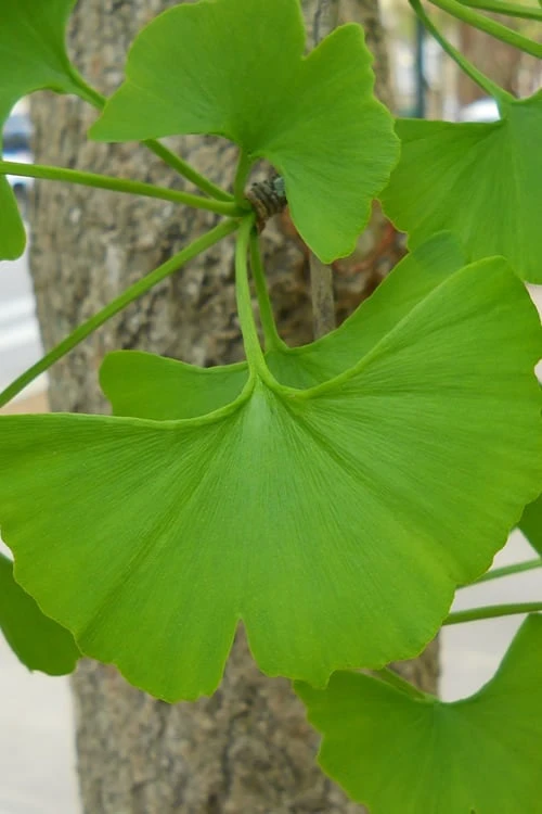 Ginkgo Maidenhair Tree (Male) - 2 Gallon Pot 5 Ginkgo Maidenhair Tree (Male) - 2 Gallon Pot - Image 5
