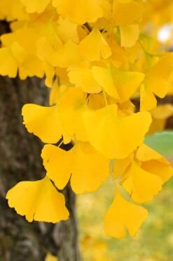 Ginkgo Maidenhair Tree (Male) - 2 Gallon Pot 10 Ginkgo Maidenhair Tree (Male) - 2 Gallon Pot -Best Bush Shop Ginkgo Tree 14 1