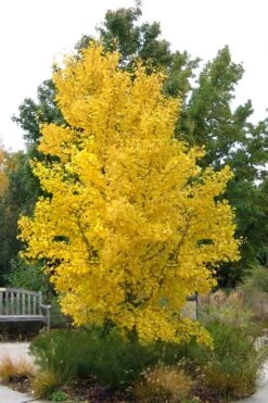 Ginkgo Maidenhair Tree (Male) - 3 Gallon Pot 12 Ginkgo Maidenhair Tree (Male) - 3 Gallon Pot -Best Bush Shop Ginkgo Tree 16