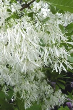New Products 13 Grancy Graybeard - White Fringe Tree - 7 Gallon Pot (2-3')