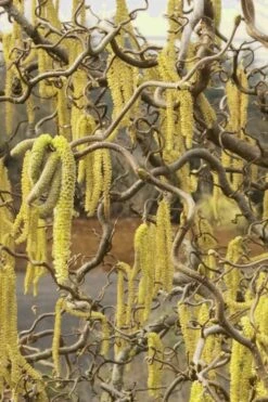 Harry Lauder's Walking Stick - Corylus Avellana 'Contorta' - 5 Gallon Pot 12 Harry Lauder's Walking Stick - Corylus Avellana 'Contorta' - 5 Gallon Pot -Best Bush Shop Harry Lauder Walking Stick 11
