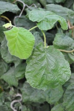 Harry Lauder's Walking Stick - Corylus Avellana 'Contorta' - 5 Gallon Pot 14 Harry Lauder's Walking Stick - Corylus Avellana 'Contorta' - 5 Gallon Pot -Best Bush Shop Harry Lauder Walking Stick 12