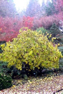 Harry Lauder's Walking Stick - Corylus Avellana 'Contorta' - 5 Gallon Pot 15 Harry Lauder's Walking Stick - Corylus Avellana 'Contorta' - 5 Gallon Pot -Best Bush Shop Harry Lauder Walking Stick 15
