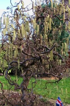 Harry Lauder's Walking Stick - Corylus Avellana 'Contorta' - 5 Gallon Pot 13 Harry Lauder's Walking Stick - Corylus Avellana 'Contorta' - 5 Gallon Pot -Best Bush Shop Harry Lauder Walking Stick 16