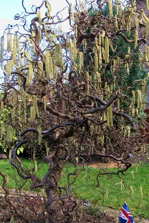 Harry Lauder's Walking Stick - Corylus Avellana 'Contorta' - 5 Gallon Pot 5 Harry Lauder's Walking Stick - Corylus Avellana 'Contorta' - 5 Gallon Pot - Image 5