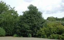 Emily Bruner Pyramidal Holly - 3 Gallon Pot 15 Emily Bruner Pyramidal Holly - 3 Gallon Pot -Best Bush Shop Holly Emily Bruner 2