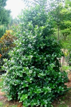 Emily Bruner Pyramidal Holly - 3 Gallon Pot 13 Emily Bruner Pyramidal Holly - 3 Gallon Pot -Best Bush Shop Holly Emily Bruner 3