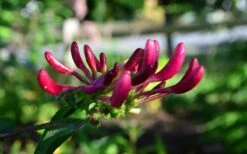 Peaches & Cream Fragrant Honeysuckle - Lonicera Periclymenum - 5 Gallon Pot -Best Bush Shop Honeysuckle Peaches And Cream 10 1