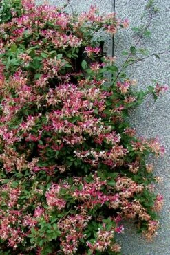 Peaches & Cream Fragrant Honeysuckle - Lonicera Periclymenum - 5 Gallon Pot -Best Bush Shop Honeysuckle Peaches And Cream 12 1