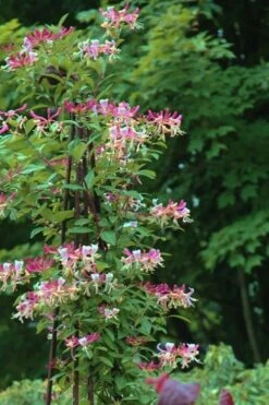Peaches & Cream Fragrant Honeysuckle - Lonicera Periclymenum - 5 Gallon Pot -Best Bush Shop Honeysuckle Peaches And Cream 13 1