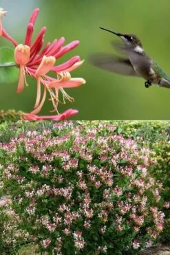 Peaches & Cream Fragrant Honeysuckle - Lonicera Periclymenum - 5 Gallon Pot -Best Bush Shop Honeysuckle Peaches And Cream 2 500x750 2