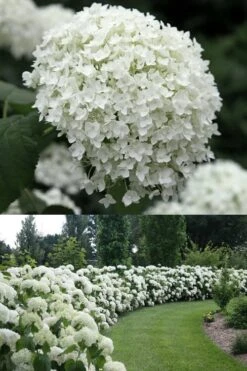 Annabelle Hydrangea - 3 Gallon Pot 12 Annabelle Hydrangea - 3 Gallon Pot -Best Bush Shop Hydrangea Annabelle 1 500x750 1