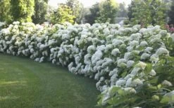 Annabelle Hydrangea - 3 Gallon Pot 13 Annabelle Hydrangea - 3 Gallon Pot -Best Bush Shop Hydrangea Annabelle Hedge 1