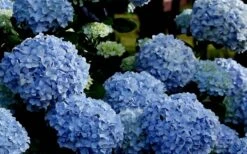 Big Daddy Hydrangea - 3 Gallon Pot 9 Big Daddy Hydrangea - 3 Gallon Pot -Best Bush Shop Hydrangea Big Daddy 1