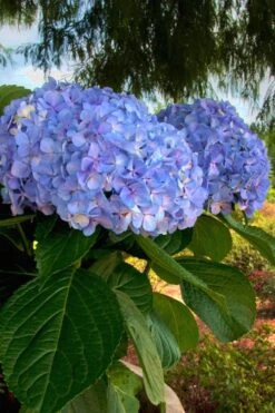 Big Daddy Hydrangea - 2 Gallon Pot 8 Big Daddy Hydrangea - 2 Gallon Pot -Best Bush Shop Hydrangea Big Daddy 500x750 1