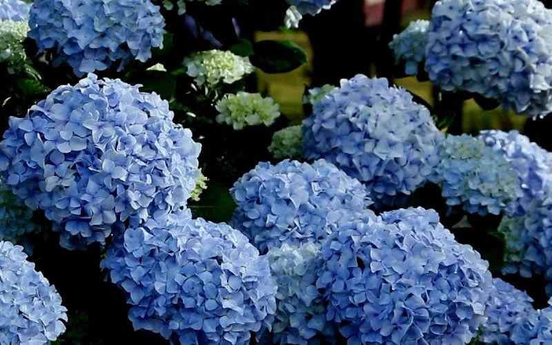 Big Daddy Hydrangea - 2 Gallon Pot 5 Big Daddy Hydrangea - 2 Gallon Pot - Image 5