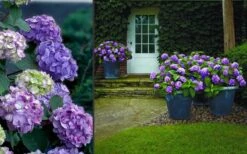 Bloomstruck Endless Summer Hydrangea - 2 Gallon Pot -Best Bush Shop Hydrangea Bloomstruck 2