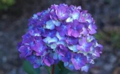 Bloomstruck Endless Summer Hydrangea - 3 Gallon Pot 9 Bloomstruck Endless Summer Hydrangea - 3 Gallon Pot -Best Bush Shop Hydrangea Bloomstruck Bloom 1