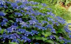 Bluebird Hydrangea - 1 Gallon Pot 7 Bluebird Hydrangea - 1 Gallon Pot -Best Bush Shop Hydrangea Bluebird 3 1