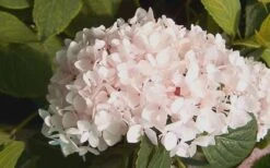 Blushing Bride Endless Summer Hydrangea - 2 Gallon Pot 8 Blushing Bride Endless Summer Hydrangea - 2 Gallon Pot -Best Bush Shop Hydrangea Blushing Bride 2