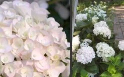 Blushing Bride Endless Summer Hydrangea - 2 Gallon Pot 9 Blushing Bride Endless Summer Hydrangea - 2 Gallon Pot -Best Bush Shop Hydrangea Blushing Bride