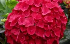 Cardinal Red Hydrangea - 6 Pack Of 1 Gallon Pots 8 Cardinal Red Hydrangea - 6 Pack Of 1 Gallon Pots -Best Bush Shop Hydrangea Cardinal