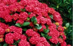 Cardinal Red Hydrangea - 1 Gallon Pot -Best Bush Shop Hydrangea Cardinal Shrub In Bloom 1