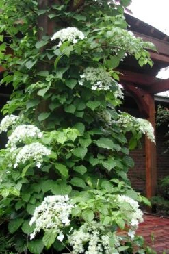 Climbing Hydrangea 'Petiolaris' - 3 Gallon Pot -Best Bush Shop Hydrangea Climbing Petiolaris 10