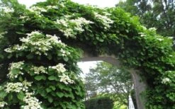 Climbing Hydrangea 'Petiolaris' - 3 Gallon Pot -Best Bush Shop Hydrangea Climbing Petiolaris 13