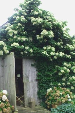 Climbing Hydrangea 'Petiolaris' - 3 Gallon Pot -Best Bush Shop Hydrangea Climbing Petiolaris 15