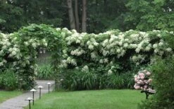 Climbing Hydrangea 'Petiolaris' - 3 Gallon Pot -Best Bush Shop Hydrangea Climbing Petiolaris 16