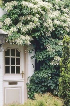 Climbing Hydrangea 'Petiolaris' - 3 Gallon Pot -Best Bush Shop Hydrangea Climbing Petiolaris 17