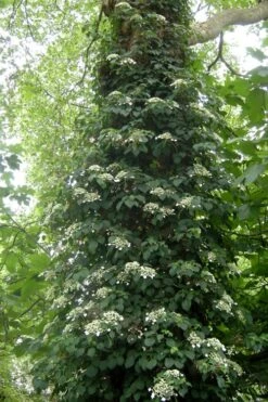 Climbing Hydrangea 'Petiolaris' - 3 Gallon Pot -Best Bush Shop Hydrangea Climbing Petiolaris 8