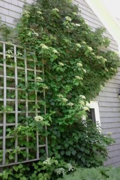 Climbing Hydrangea 'Petiolaris' - 3 Gallon Pot -Best Bush Shop Hydrangea Climbing Petiolaris 9