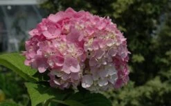 Dear Dolores Hydrangea - 1 Gallon Pot 12 Dear Dolores Hydrangea - 1 Gallon Pot -Best Bush Shop Hydrangea Dear Dolores Pink