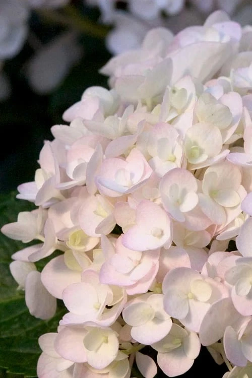 Blushing Bride Endless Summer Hydrangea - 2 Gallon Pot 1 Blushing Bride Endless Summer Hydrangea - 2 Gallon Pot