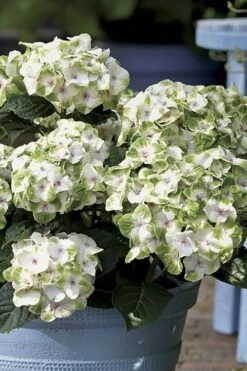 Everlasting Noblesse Hydrangea - 3 Gallon Pot 8 Everlasting Noblesse Hydrangea - 3 Gallon Pot -Best Bush Shop Hydrangea Everlasting Noblesse 1