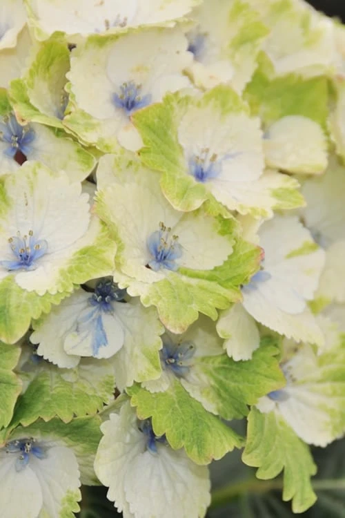 Everlasting Noblesse Hydrangea - 3 Gallon Pot 1 Everlasting Noblesse Hydrangea - 3 Gallon Pot