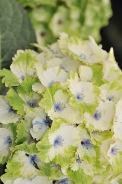 Everlasting Noblesse Hydrangea - 3 Gallon Pot 9 Everlasting Noblesse Hydrangea - 3 Gallon Pot -Best Bush Shop Hydrangea Everlasting Noblesse 3