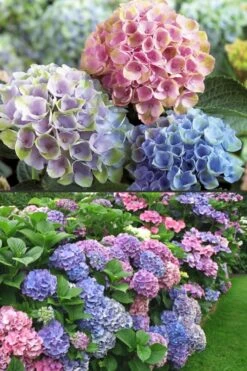 Everlasting Revolution Hydrangea - 1 Gallon Pot 7 Everlasting Revolution Hydrangea - 1 Gallon Pot -Best Bush Shop Hydrangea Everlasting Revolution 2