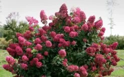 Fire Light Hydrangea - Single Trunk Topiary Tree - 5 Gallon Pot -Best Bush Shop Hydrangea Fire Light 1 1