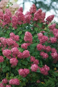 Fire Light Hydrangea - 3 Gallon Pot 9 Fire Light Hydrangea - 3 Gallon Pot -Best Bush Shop Hydrangea Fire Light 2